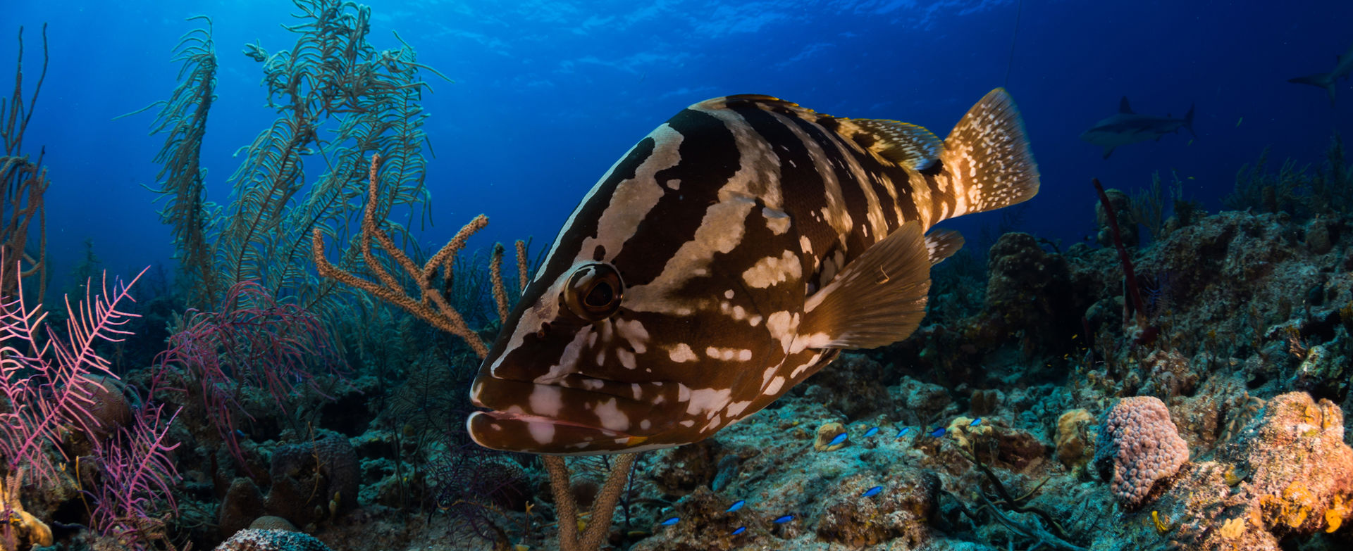 diving-encounter-with-nassau-grouper-in-bahamas