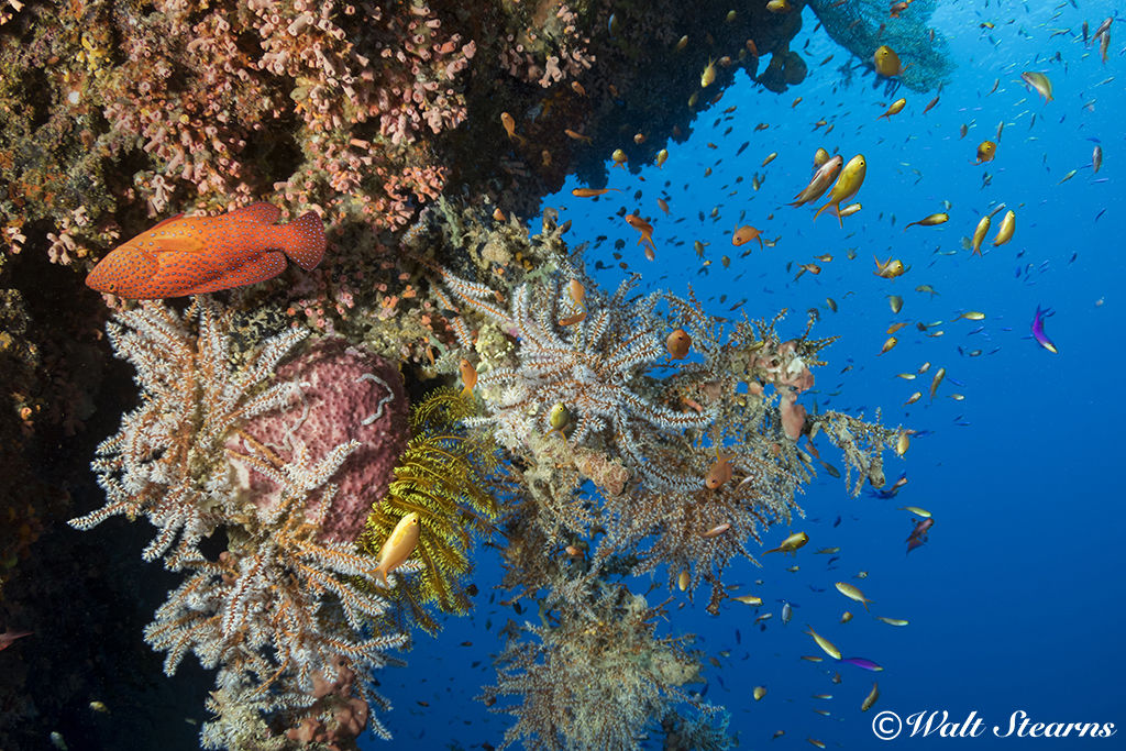 Reef Wall in Raja Ampat Reef Wall in Raja Ampat