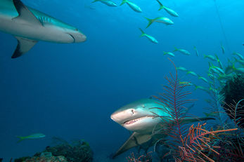 Lemon Sharks