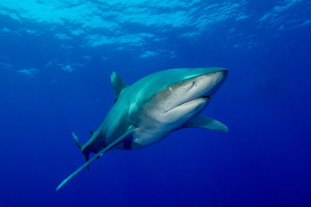 Oceanic Whitetips